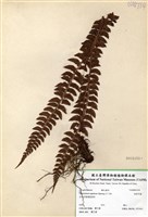 藏品(軟骨耳蕨)的圖片